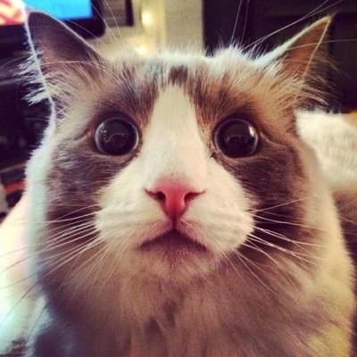かわいらしい動物たちの癒される画像と共に、心に響く言葉をツイート中！
癒されたり、いいねと思ったらFollow, RTお願いします！