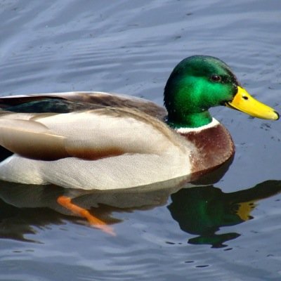 NoTaDuCk__'s profile picture. My new Twitter is @funguyandrew