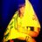 BrancaBordolina's profile image