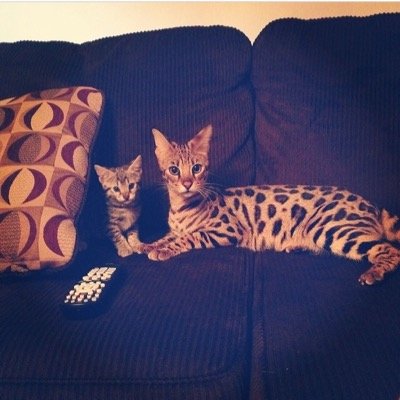 -New to TWITTER, IG : SASHATHESAVANNA -F2 African Savannah -☀️ FLORIDA ☀️ -My Mom is part Serval -DM ME FOR INQUIRIES