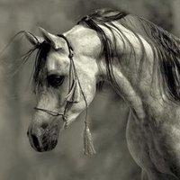 اارغب بزوج اماراتي  (@n4j66661) 's Twitter Profile