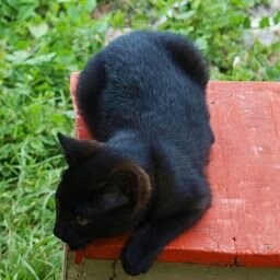 johanson_mari's profile picture. kats