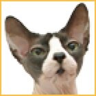 猫好きの愛犬家。　
いいねは備忘録的に使います。