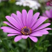 kajalhope's profile picture. 