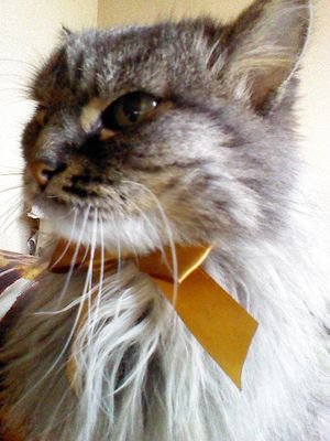 #cat_mario #Skillet #The Pretty Recless #My Chemical Romance