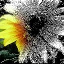 Linda Springstead - @linlaughing - Twitter