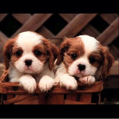 the newest puppie twitter page ☺️