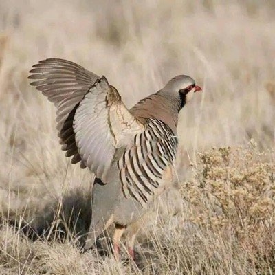 FaqirJavid's profile picture. 