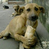 Sokak Köpeği (@ciftlesek) 's Twitter Profile