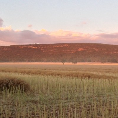 Grain, Wool & Prime Lamb Producer Southern NSW