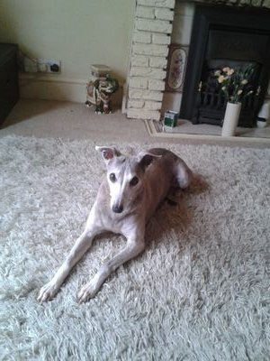 domestic cleaner .whippet gone otrb.