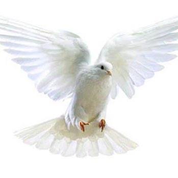 adiMatinella's profile picture. 