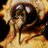 sigmundsfreund's profile image