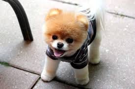dogs lover I love dogs