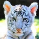 Denise  Riddle - @RED_ROSEBUD69 - Twitter