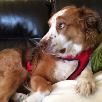 Mom, wife, educator, lover of dogs. Creative learning disrupter. Author.