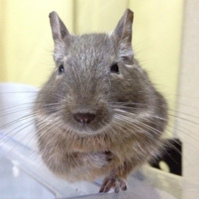 k_meja's profile picture. 動物愛でたりハンドメイドしたり料理したり。ゲームもアニメも漫画も音楽もジャンルは限らず幅広く色々と好き。たまに腐的なことも呟くのでご注意を。組み合わせも内容もなんでも食えちゃう超雑食オタ。地雷という概念がない。昭和の人だからネタが古い。