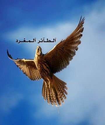 ‏‏لَأّ تّحٌَّسبِوِأّ رقِصٌأّتّيِّ بِيِّنِګمَ طّربِأّ       قِدِ يِّرقِصٌ أّلَطّيِّر مَذبِوِحٌأّ مَنِ أّلَألَمَ