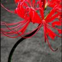 Airu@キングVシネ視聴済み (@erurin2) Twitter profile photo