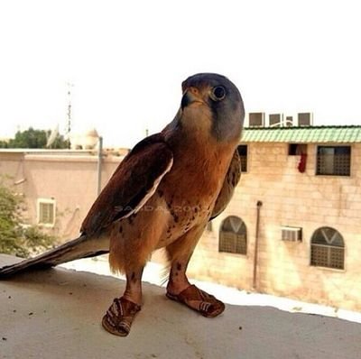 ابن الردحة