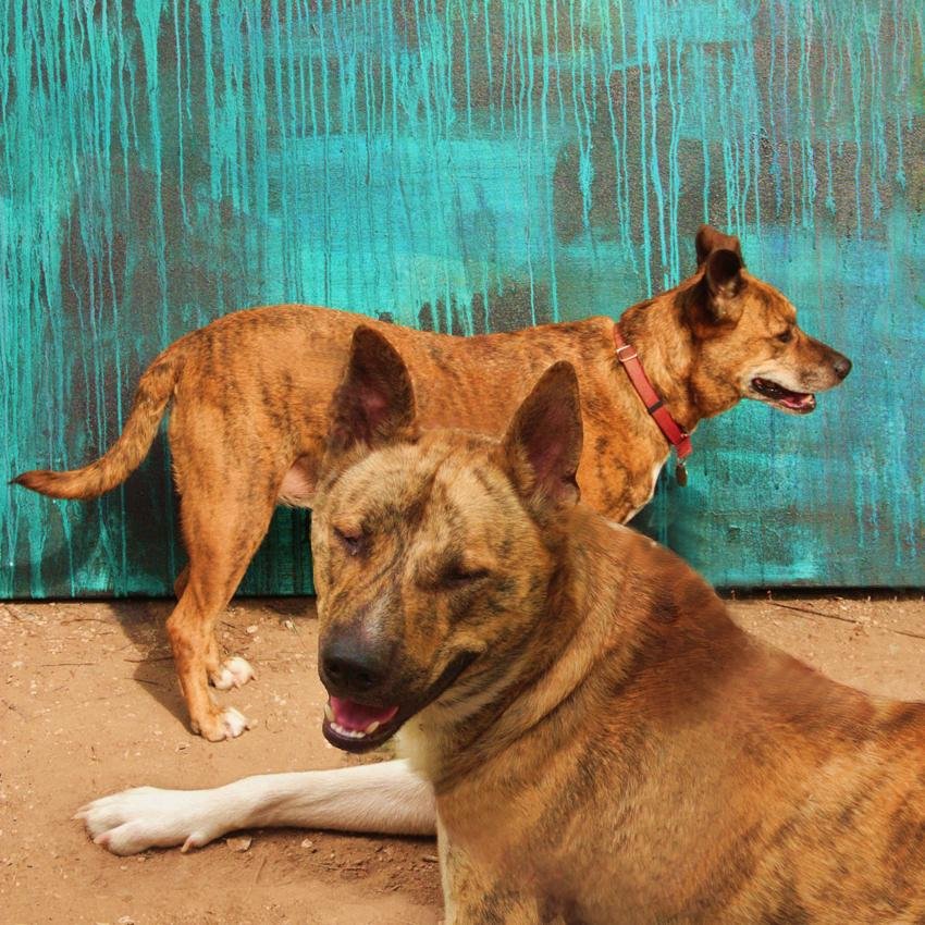 PaulAshbyArtist's profile picture. https://t.co/4YUweUfgKq ............
abstract paintings Dallas Texas
https://t.co/mgpKiEEmvm -