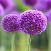 kforkims's profile picture. 