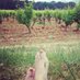 ProvencedeClairette (@provencedec) Twitter profile photo ProvencedeClairette (@provencedec) Twitter profile photo