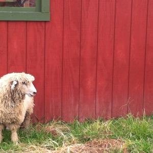 Raising Leicester Longwools, Angora goats, an array of ducks, and hosting weddings, farm-to-table dinners, retreats, and much more on 100 beautiful acres.