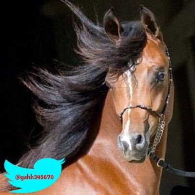 ‏‏‏‏‏‏‏‏‏‏‏ماني بمغروره لكن الثقه عمياء أسمي لحاله رتبه دبلوماسيه..                                                        (( تجدوني في المفضله))
