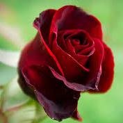 tevhidd632's profile picture. 