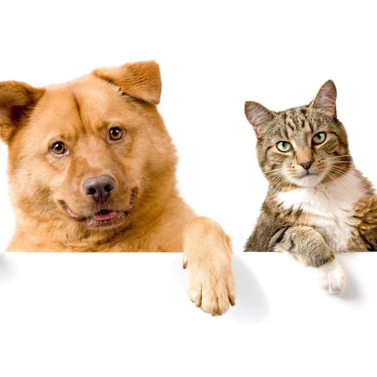 Take your pet everywhere. We register all animals including dogs, cats, horses, pigs, birds, etc. Call 480-575-5655 or visit https://t.co/q1qnT2Ybuk