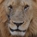 BigCats (@bigcatphotos) Twitter profile photo BigCats (@bigcatphotos) Twitter profile photo