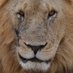 BigCats (@BigCatPhotos) Twitter profile photo