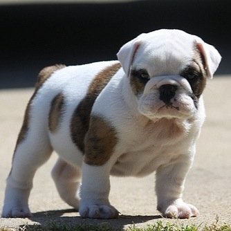 ribalazzam's profile picture. 