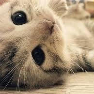 AmeliaPobocka's profile picture. Mam NAJSŁODSZEGO YORKA NA ŚWIECIE ♥ ♥ ♥ ♥