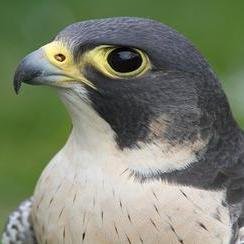 latilin7771's profile picture. poemas,resolver problemas..Aqui estoy              para echarte una mano!! :3