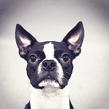 Pet services, Dog walker , Cat sitting,. over night Housesitter , Photography Fashionablepets@gmail.com & also on YouTube & FB Instagram:Fashionablepets1