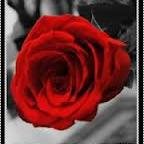 dljeen555's profile picture. 