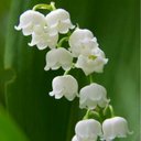 Susan - @SusanFellows7 - Twitter