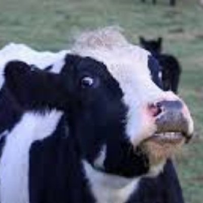 Cow jokes