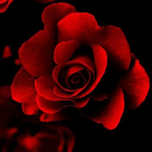 Heart_Feelings0's profile picture. When people care for you, that's because they want you to be happy.Please don't make them sad.