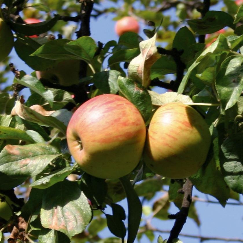 ILoveCalvados's profile picture. Calvados is a cider-based brandy from the French region of lower Normandy