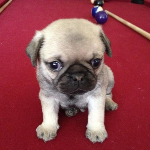 We love Pugs! Our objective is finding happy households for our beautiful Pug Puppies! Located in Southern California and Southern Arizona.