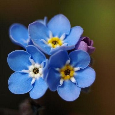 The Forget Me Nots Ekforgetmenots Twitter