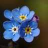 EKForgetMeNots's profile picture. A service-user group that aims to raise the standards of services nationally while acting as a network to combat the stigma of dementia together.