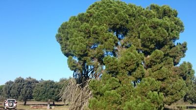 Pinus Profile