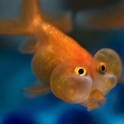 fishypants__'s profile picture. Proud Dem. Intersectional vegan. Animal rescuer. Professional cryer. Childless bunny lady. she/her