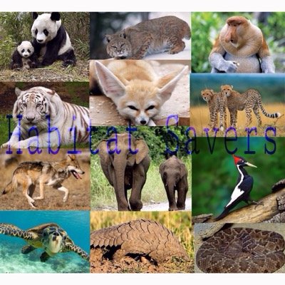 Destroying habitats is just another horrible way of extinction for an innocent animal. We need to stop this. Please follow us and show support!
