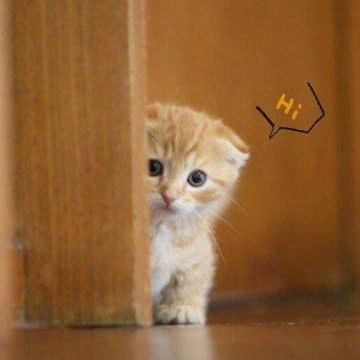 稚佳 のアバター