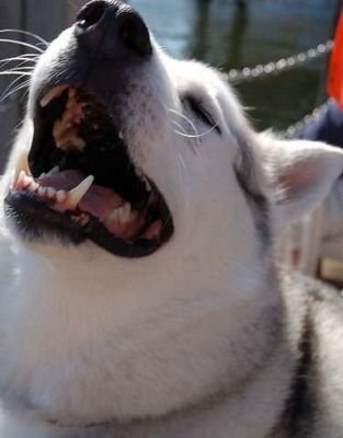 caztheblonde's profile picture. ..thus, though we cannot make our sun stand still, yet we will make him run.